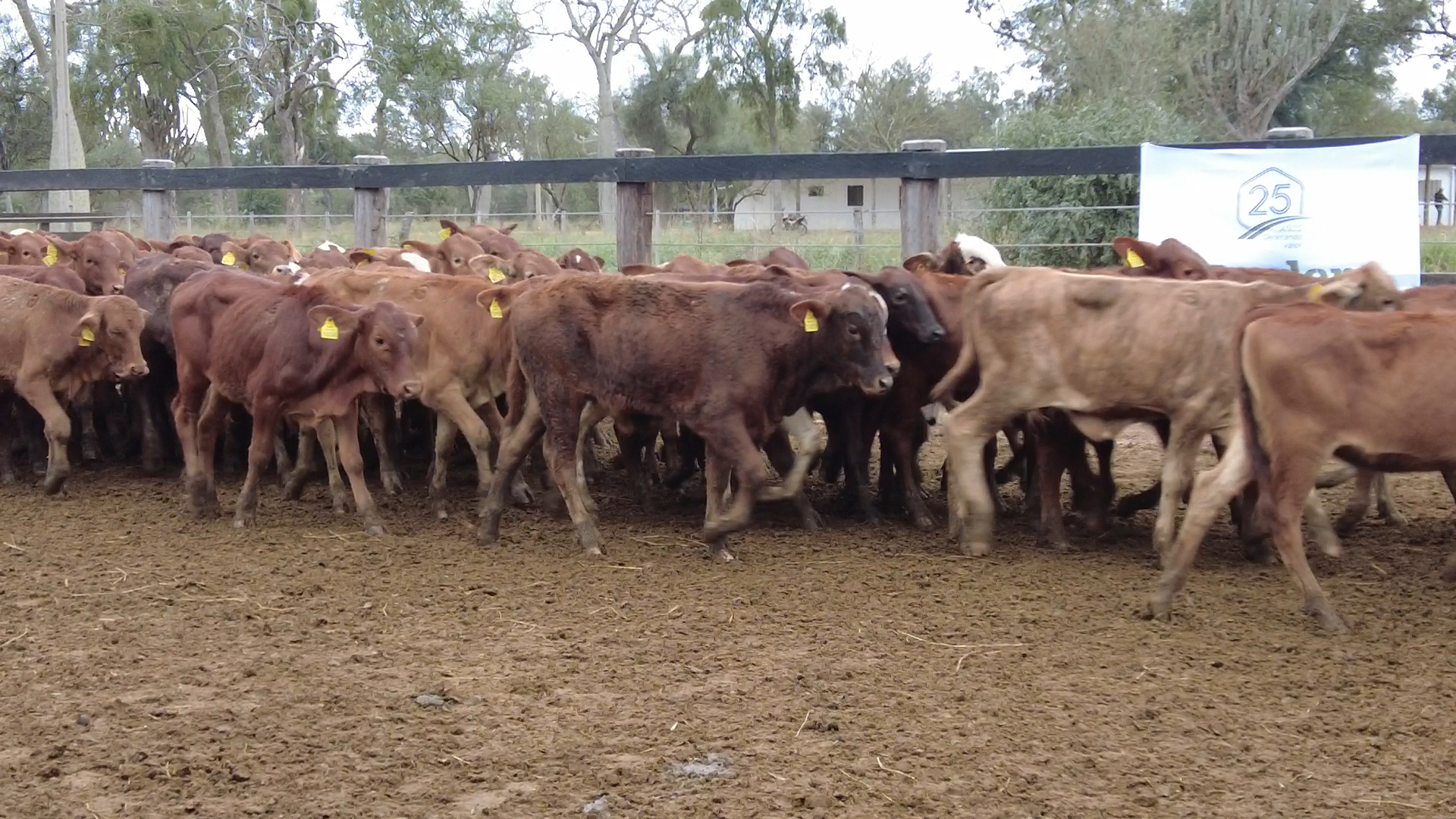 Lote 6 – N° insp. 6086