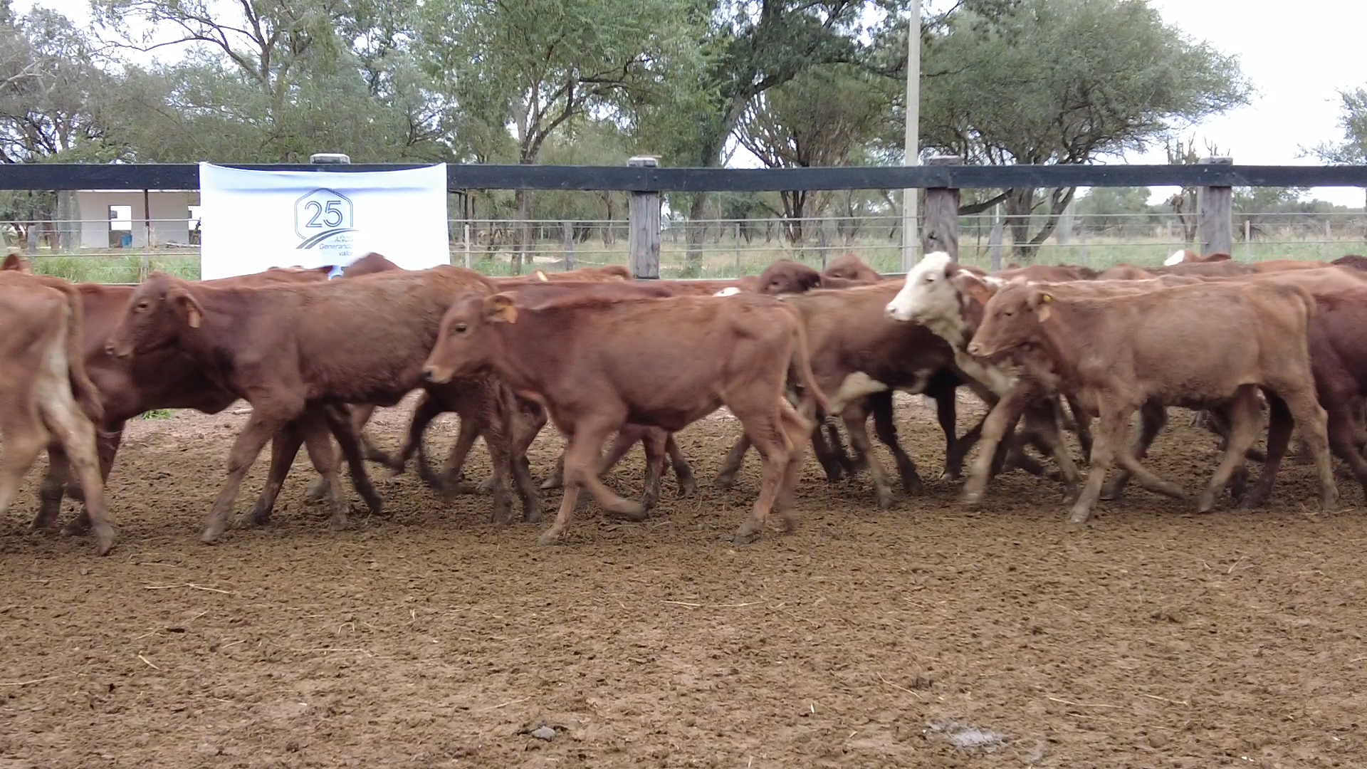 Feria de Invernada por Pantalla Televisada  ─ lote 6086.2