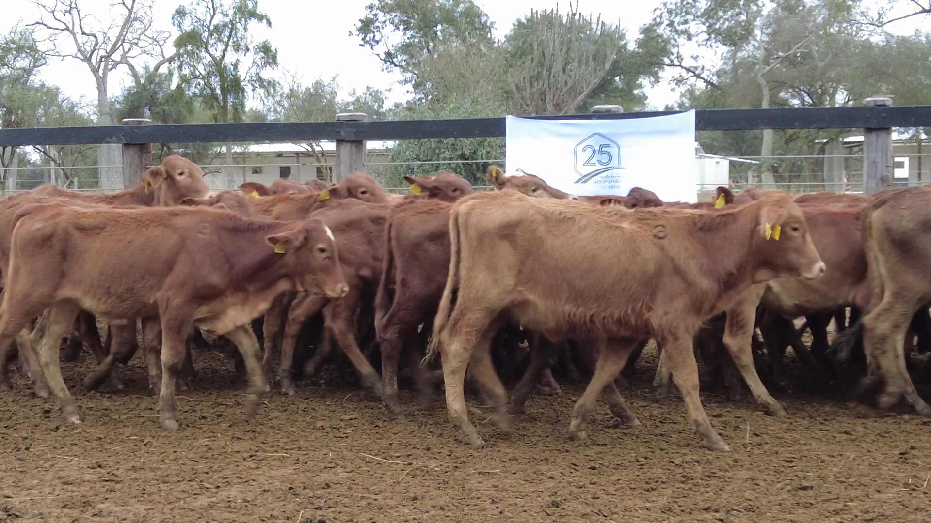 Feria de Invernada por Pantalla Televisada  ─ lote 6086.3