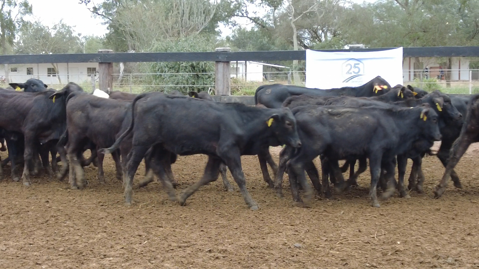 Feria de Invernada por Pantalla Televisada  ─ lote 6087.1