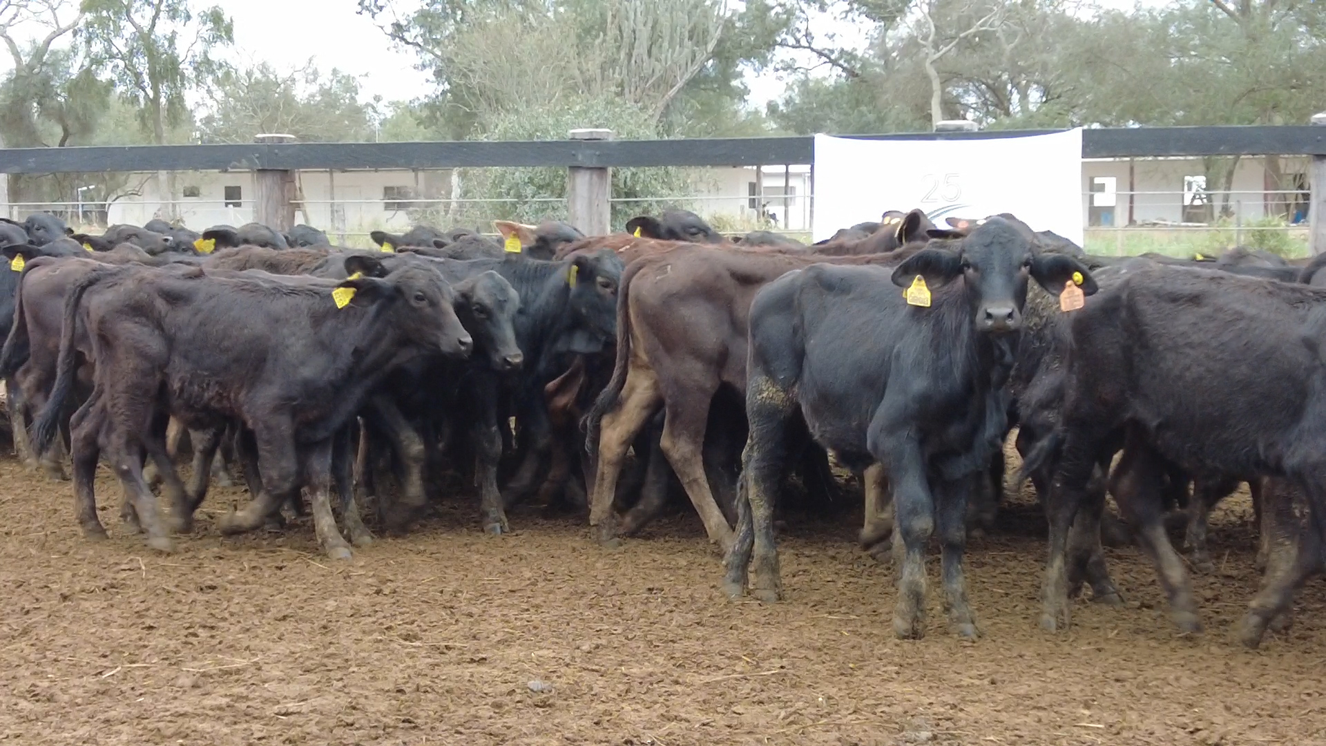 Lote 7 – N° insp. 6087