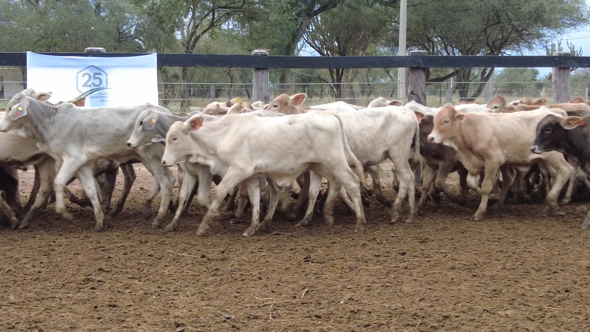 Feria de Invernada por Pantalla Televisada ─ lote 6088.1