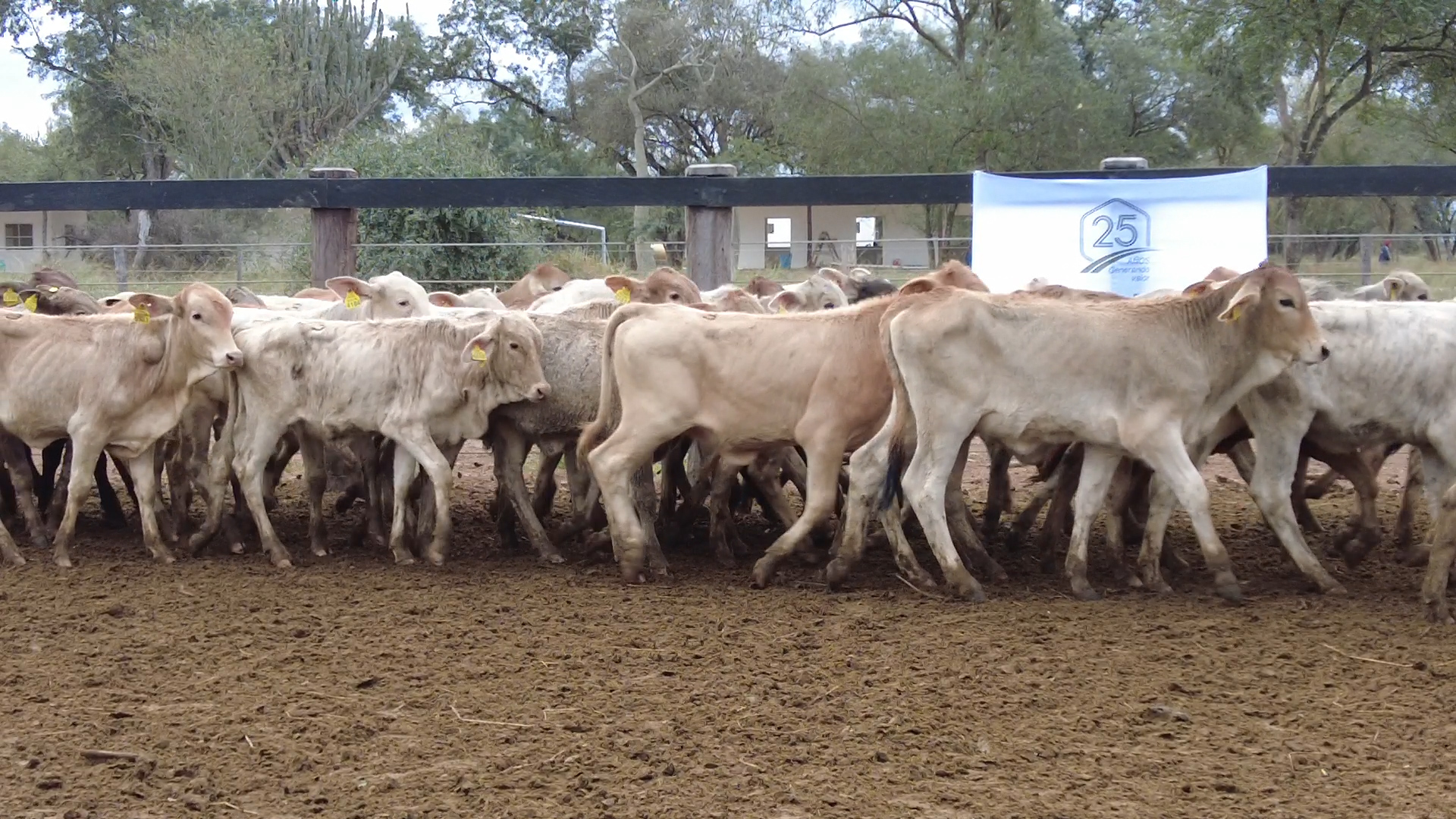 Lote 8 – N° insp. 6088