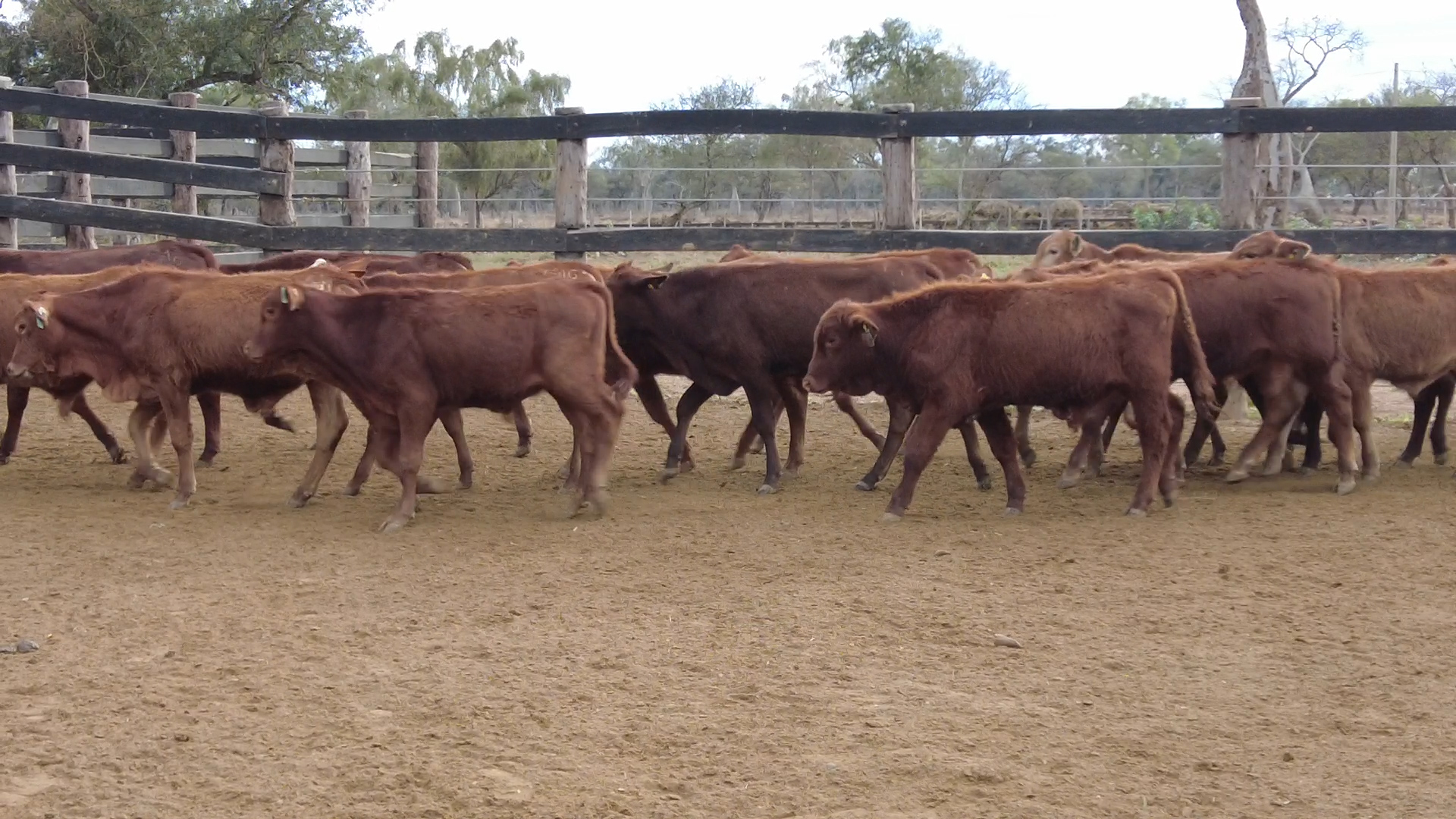Feria de Invernada por Pantalla Televisada  ─ lote 6090.1
