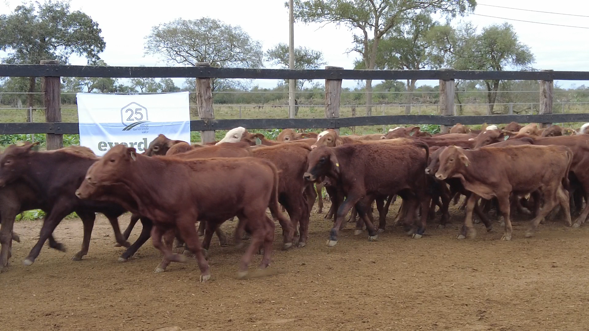 Lote 5 – N° insp. 6090
