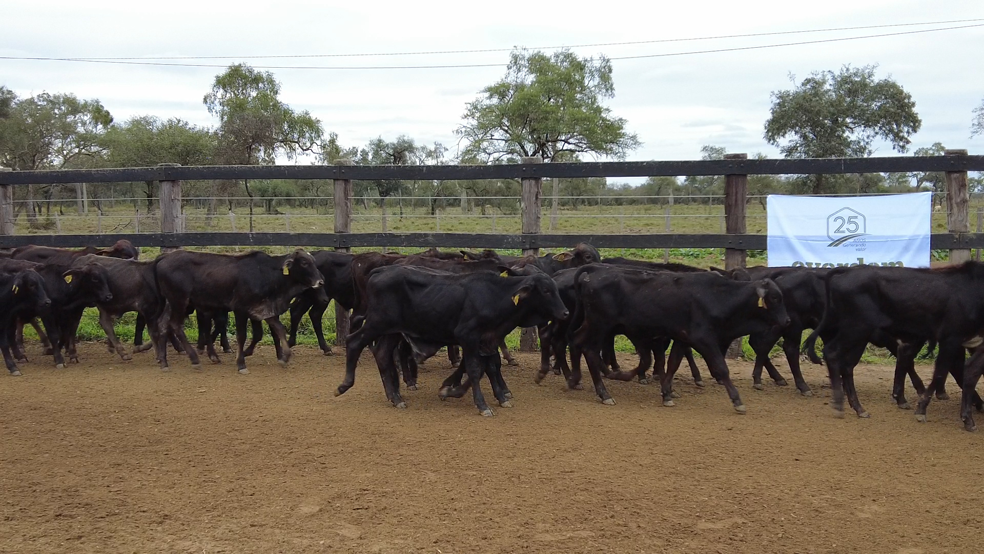 Lote 3 – N° insp. 6091