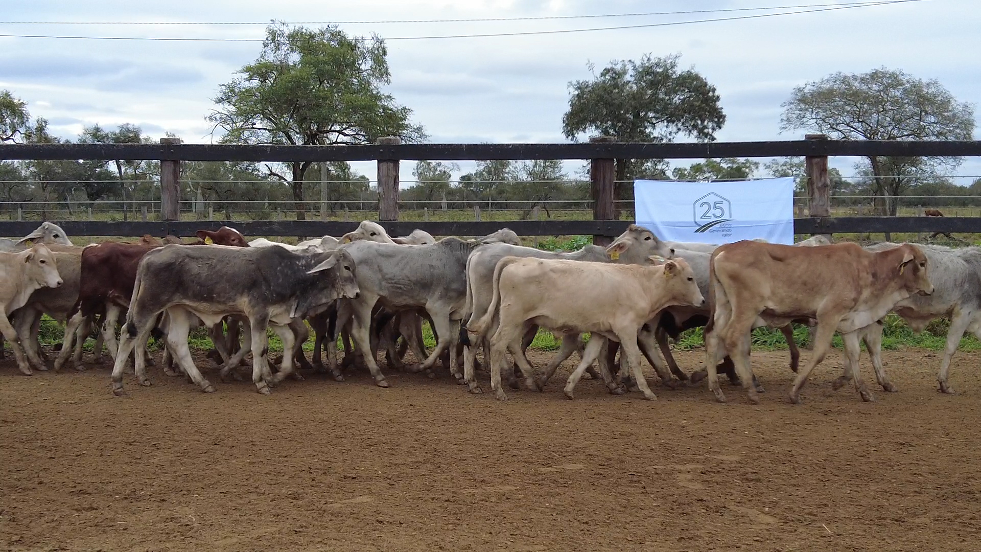 Feria de Invernada por Pantalla Televisada  ─ lote 6092.1