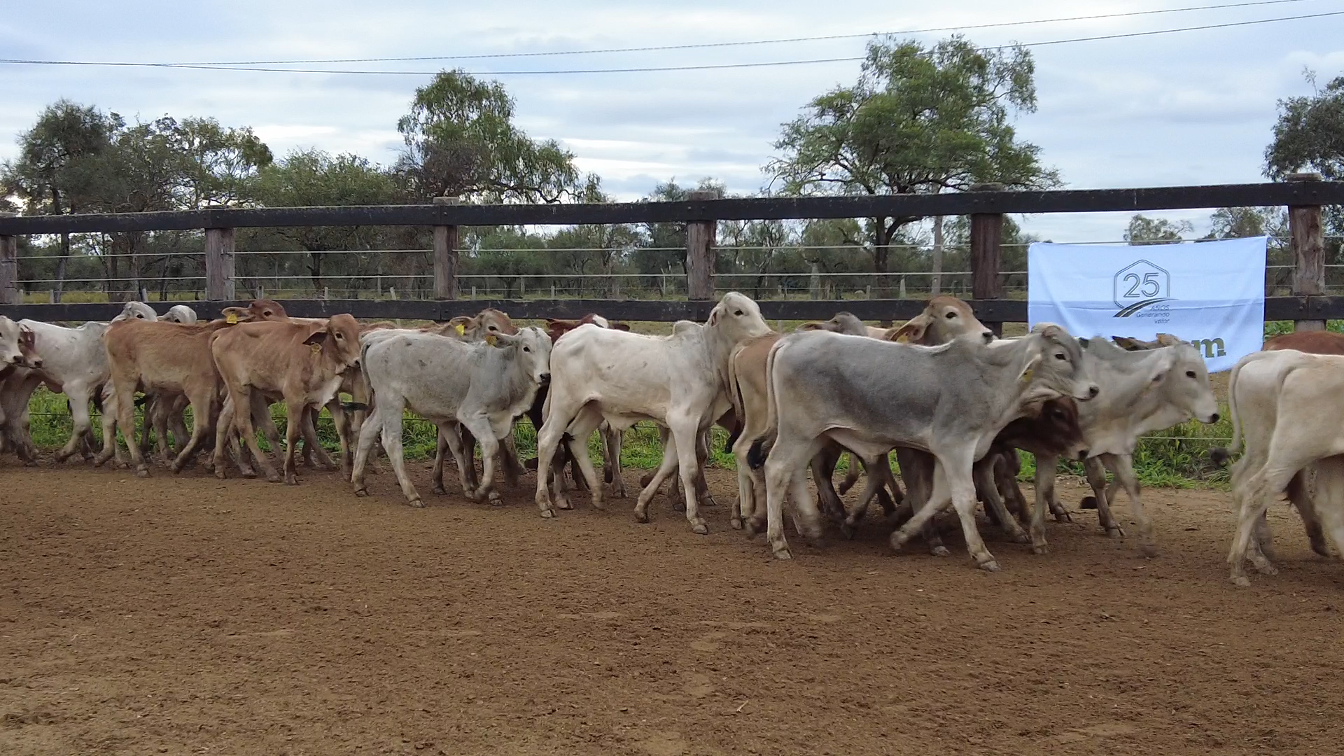 Lote 4 – N° insp. 6092