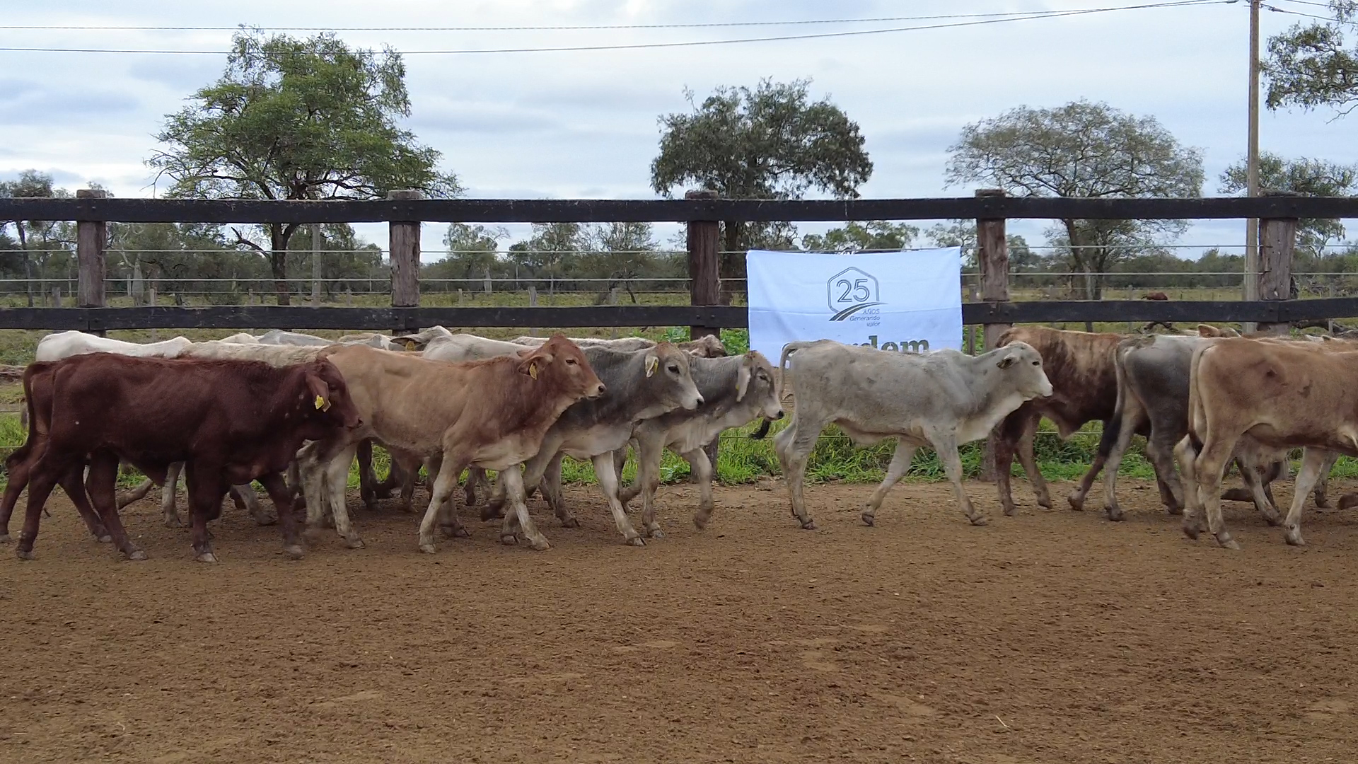 Feria de Invernada por Pantalla Televisada  ─ lote 6092.3