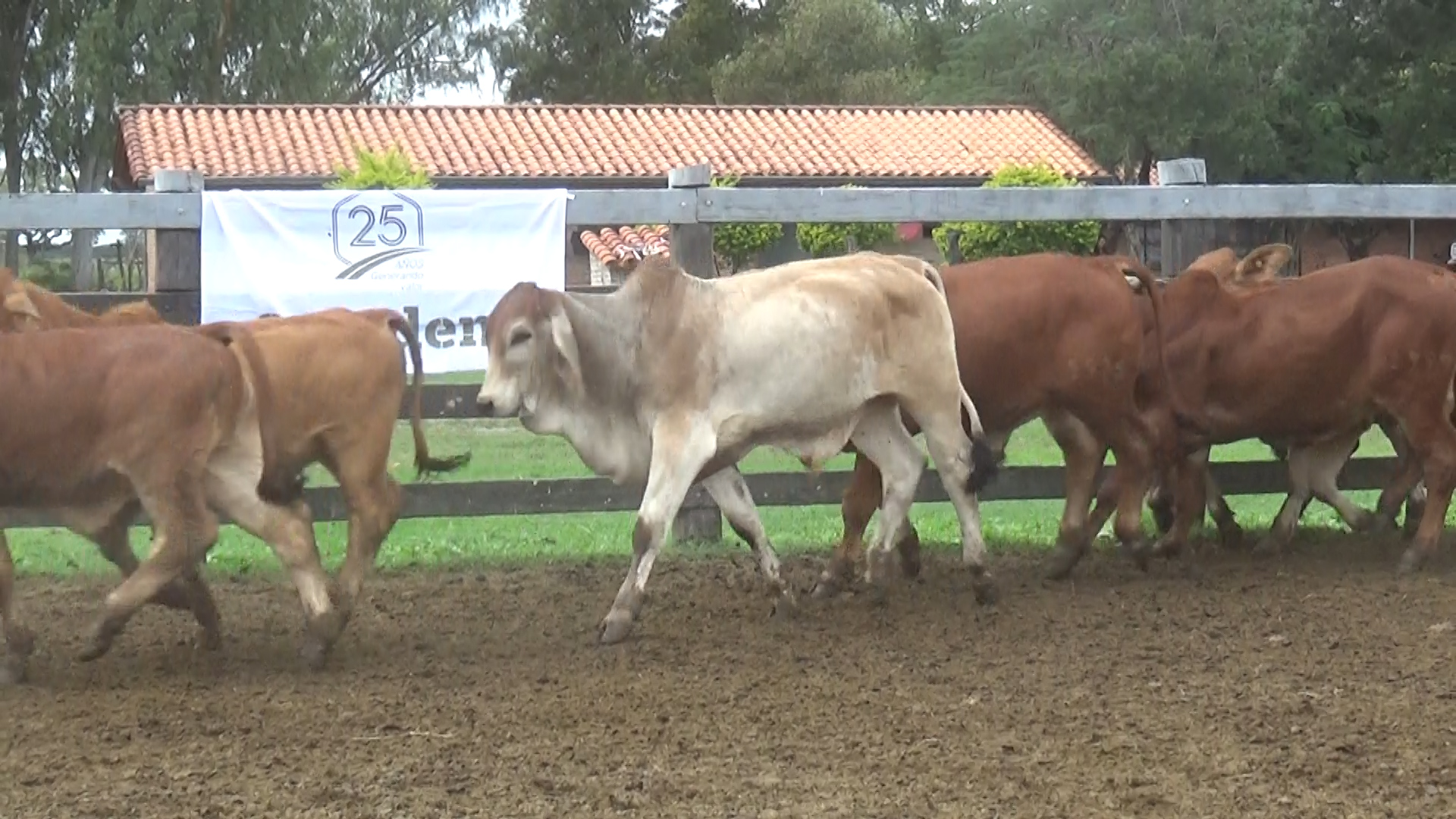Feria de Invernada por Pantalla Televisada ─ lote 6093.2