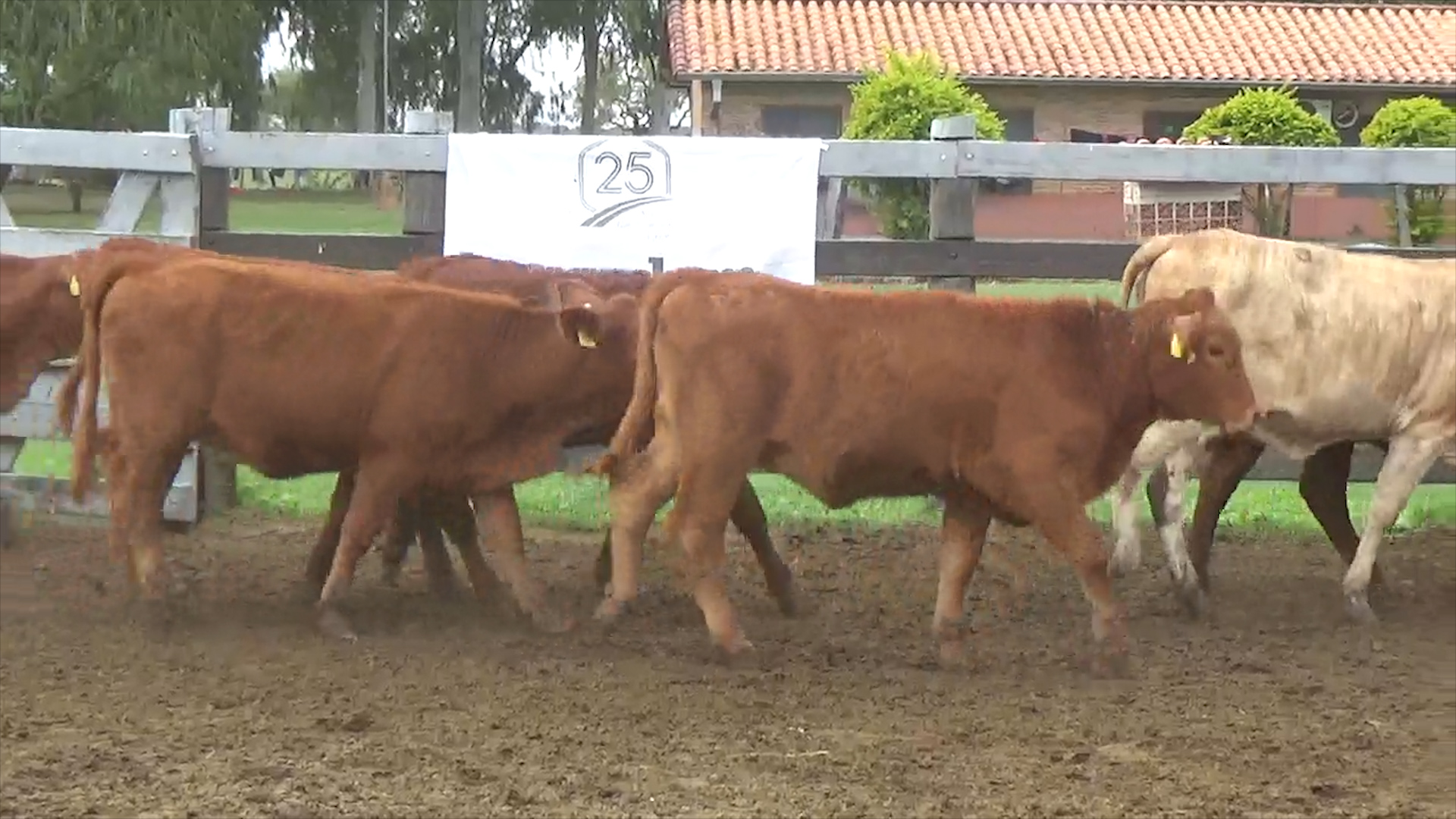 Feria de Invernada por Pantalla Televisada ─ lote 6093.3