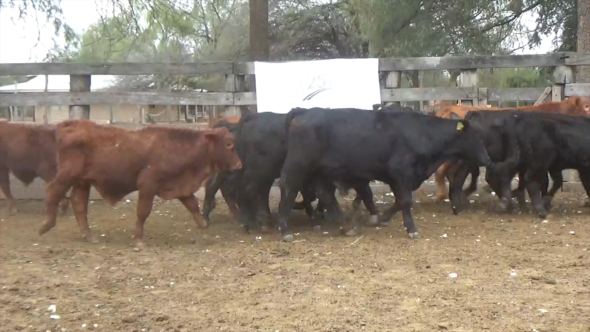 Lote 1 – N° insp. 6169