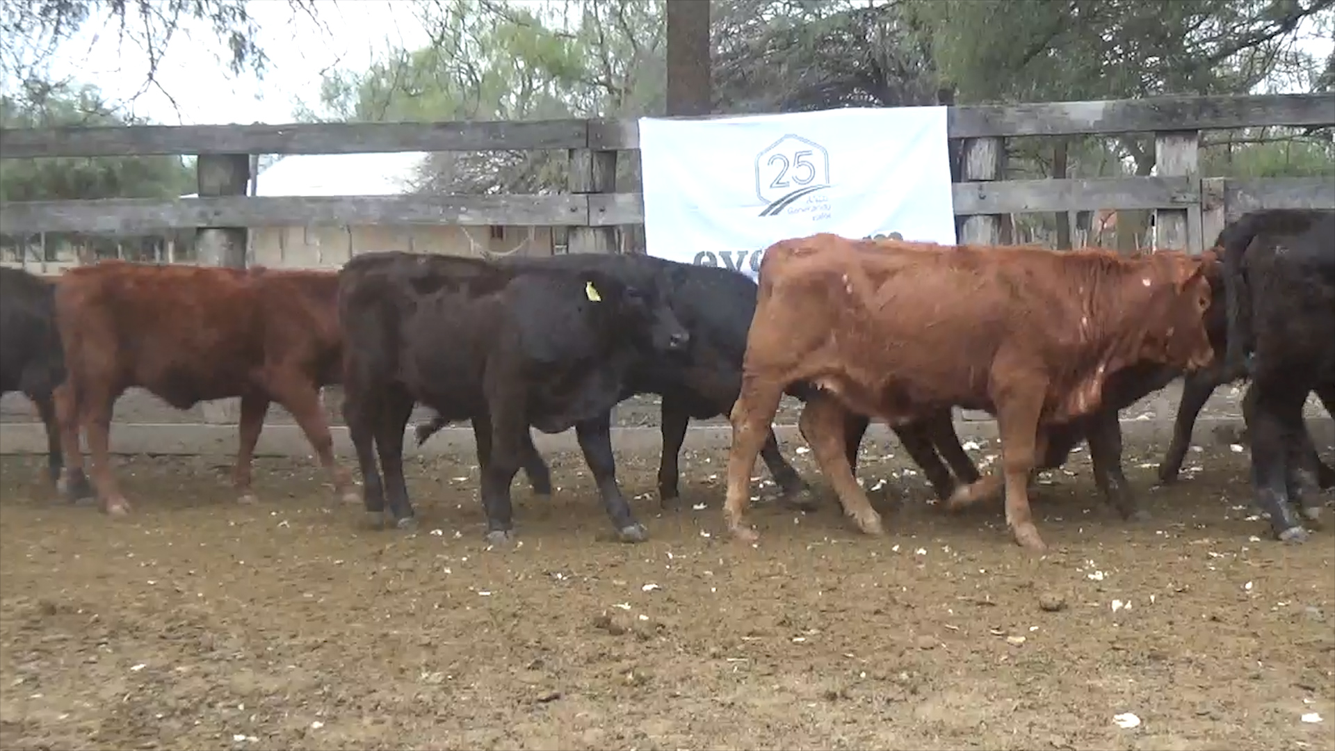 Feria de Invernada por Pantalla Televisada ─ lote 6169.3