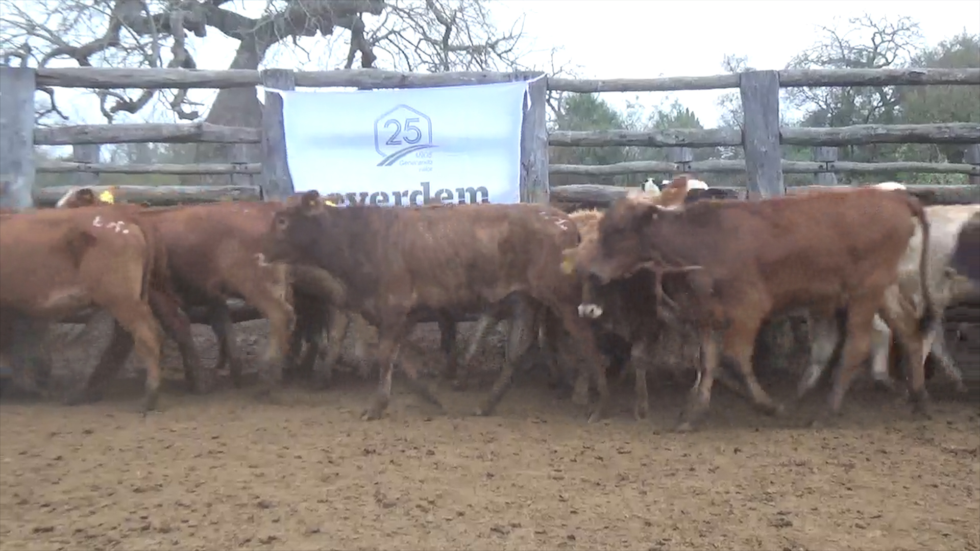 Feria de Invernada por Pantalla Televisada  ─ lote Lote 9 – N° insp. 6170
