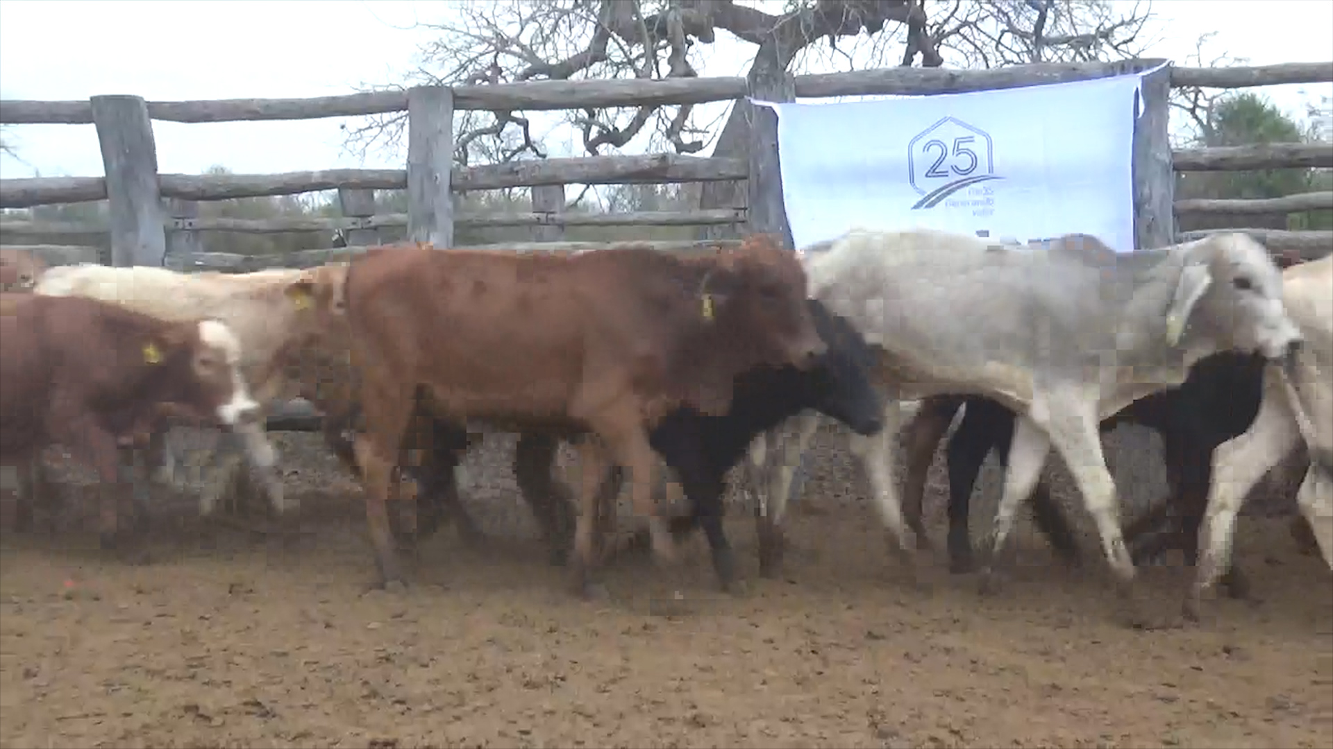 Feria de Invernada por Pantalla Televisada  ─ lote 6170.3