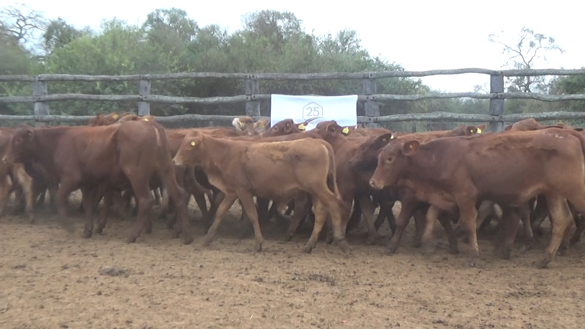 Feria de Invernada por Pantalla Televisada  ─ lote Lote 10 – N° insp. 6171