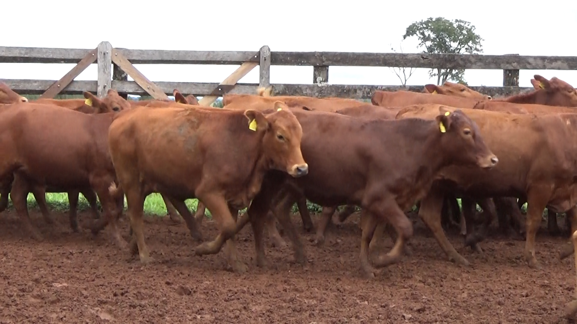 Feria de Invernada por Pantalla Televisada  ─ lote Lote 12 – N° insp. 6265