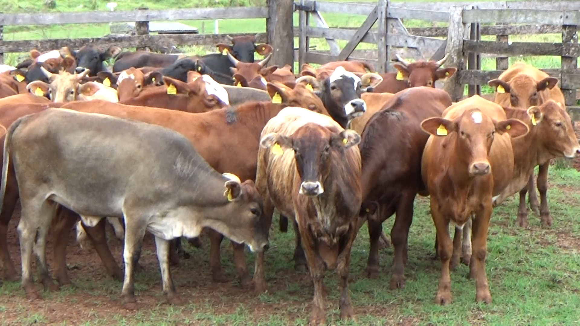 Feria de Invernada por Pantalla Televisada  ─ lote Lote 11 – N° insp. 6266