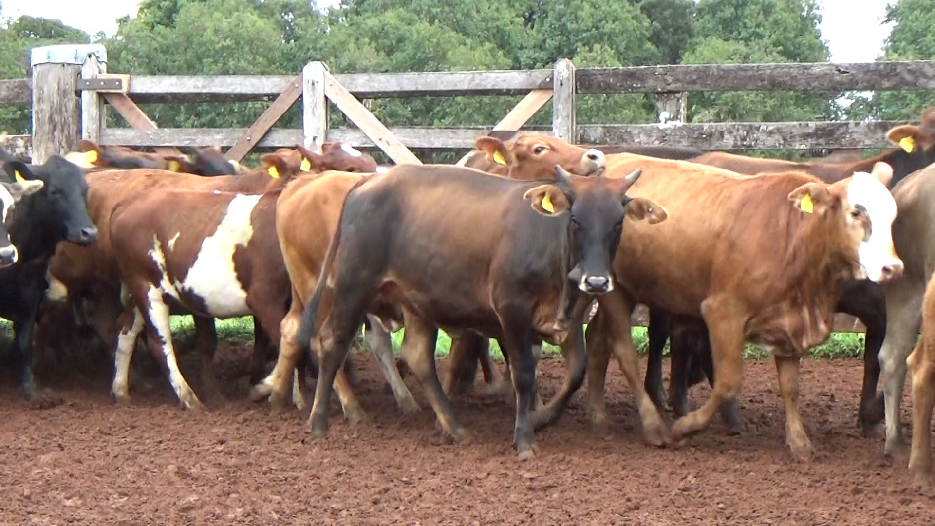 Feria de Invernada por Pantalla Televisada  ─ lote 6266.3