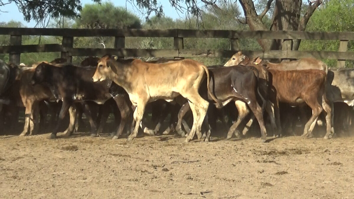 Feria de Invernada por Pantalla Televisada ─ lote Lote 1 – N° insp. 6354