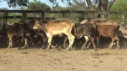 Lote 1 – N° insp. 6354