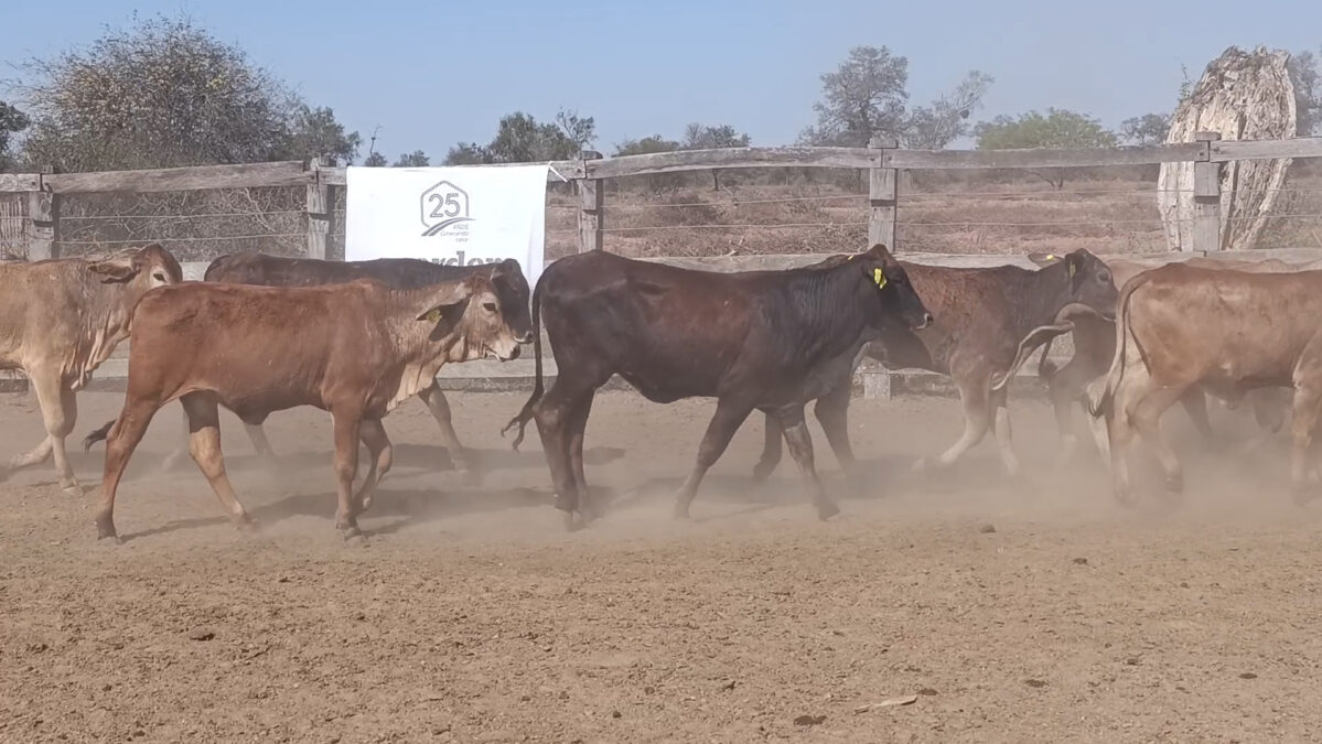 Feria de Invernada por Pantalla Televisada ─ lote 02.1