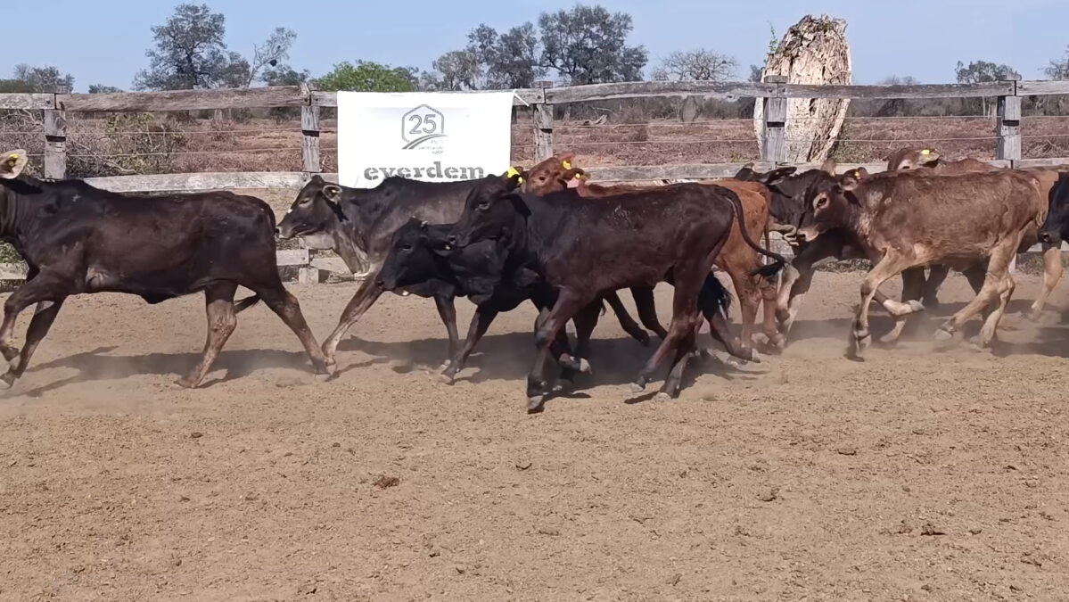 Feria de Invernada por Pantalla Televisada ─ lote Lote 2 – N° insp. 6173