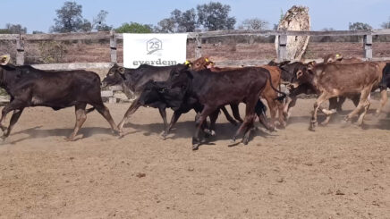 Lote 2 – N° insp. 6173