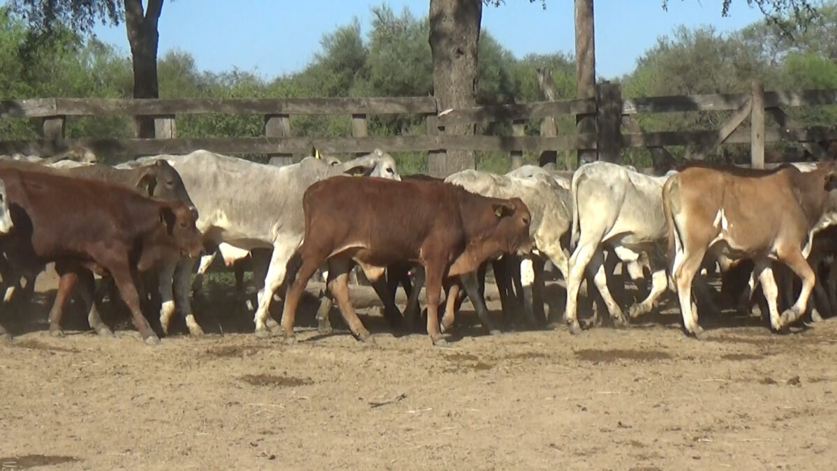 Feria de Invernada por Pantalla Televisada ─ lote Lote 4 – N° insp. 6353