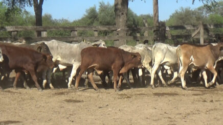 Lote 4 – N° insp. 6353