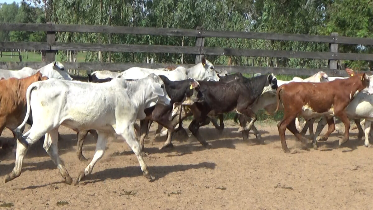 Feria de Invernada por Pantalla Televisada ─ lote Lote 5 – N° insp. 6269