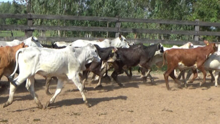 Lote 5 – N° insp. 6269