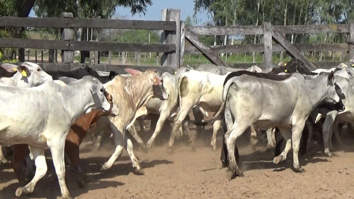 Feria de Invernada por Pantalla Televisada ─ lote 05.3