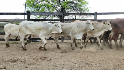 Lote 6 – N° insp. 6094