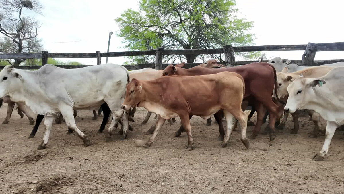 Feria de Invernada por Pantalla Televisada ─ lote Lote 7 – N° insp. 6095