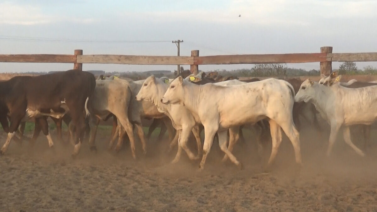Feria de Invernada por Pantalla Televisada ─ lote Lote 1 – N° insp. 6357