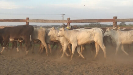 Lote 1 – N° insp. 6357