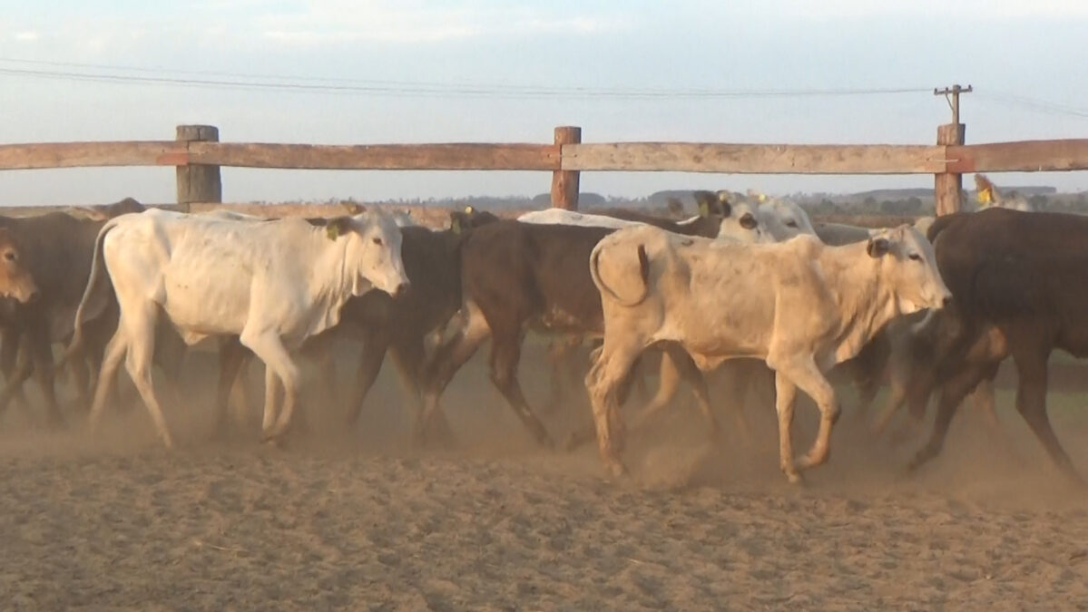 Feria de Invernada por Pantalla Televisada ─ lote 01.4