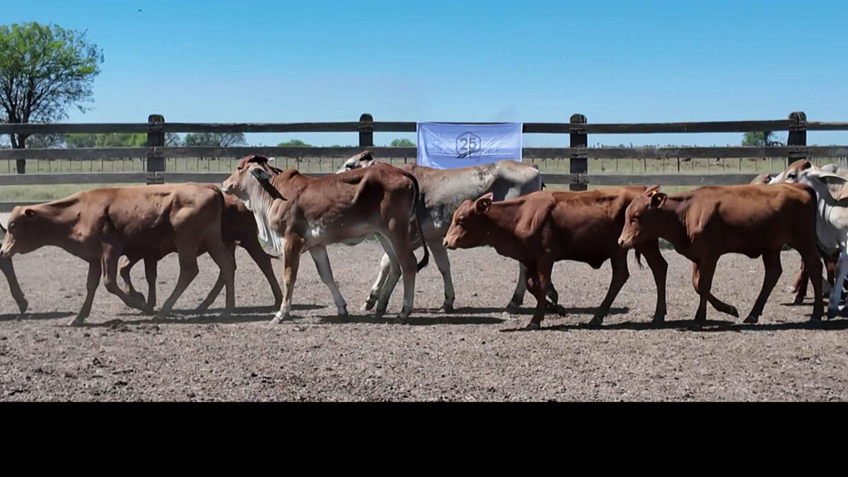 Feria de Invernada por Pantalla Televisada ─ lote Lote 2 – N° insp. 6096