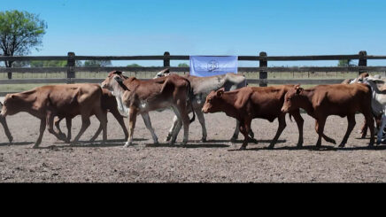 Lote 2 – N° insp. 6096