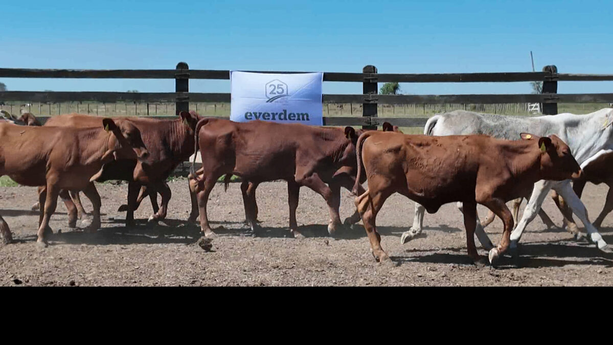 Feria de Invernada por Pantalla Televisada ─ lote 02.2