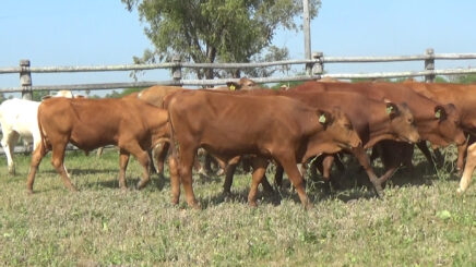 Lote 3 – N° insp. 6358