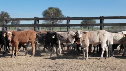 Lote 4 – N° insp. 6098