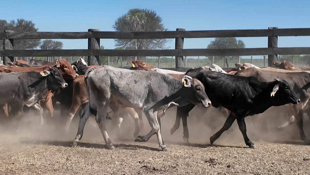 Feria de Invernada por Pantalla Televisada ─ lote 05.2