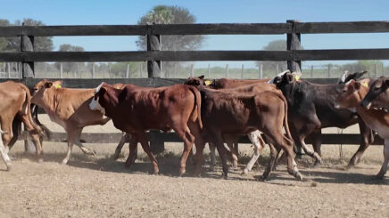 Lote 5 – N° insp. 6097