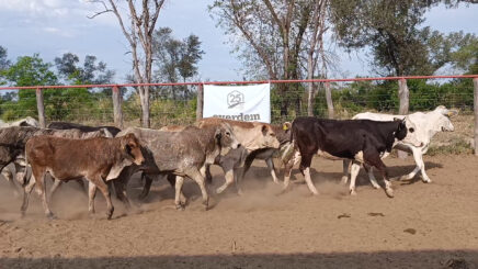 Lote 6 – N° insp. 6040
