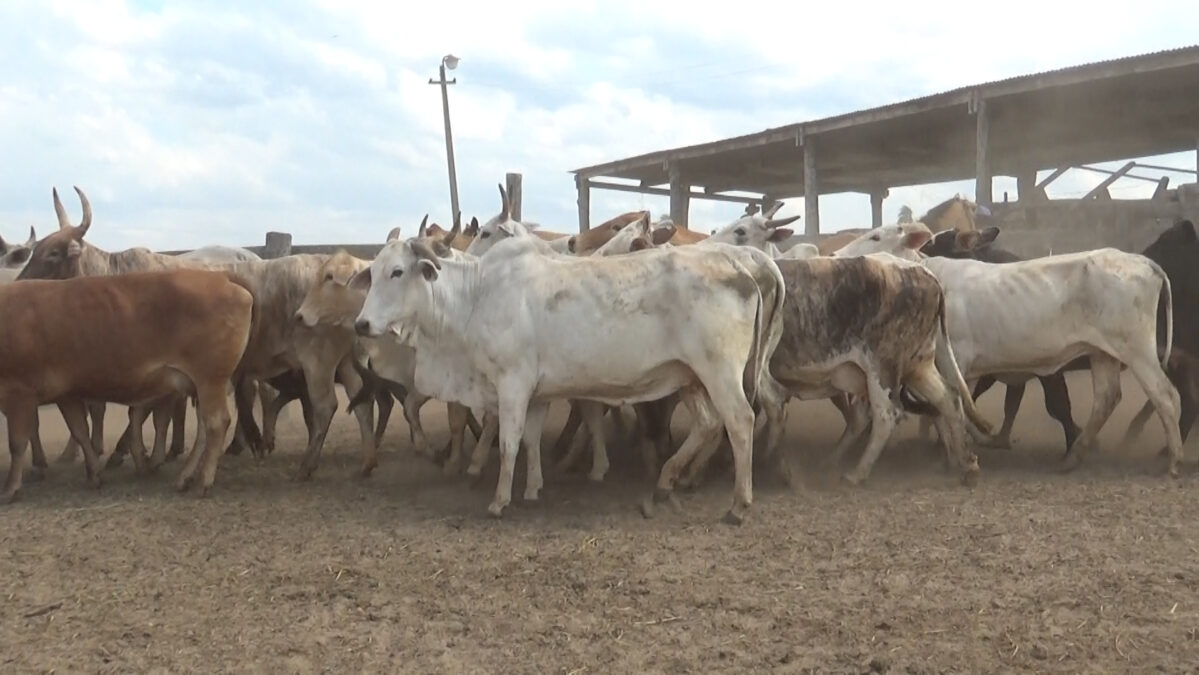 Feria de Invernada por Pantalla Televisada ─ lote Lote 7 – N° insp. 6360