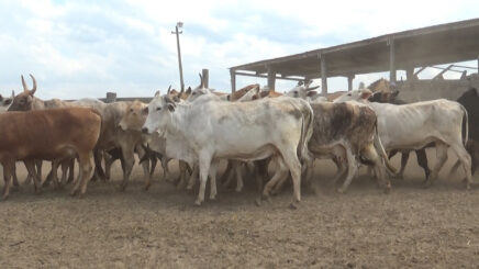 Lote 7 – N° insp. 6360